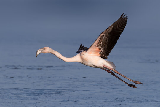 Flying juvenile greater flamingo (Phoenicopterus roseus) at  Wolderwijd in Zeewolde, the Netherlands