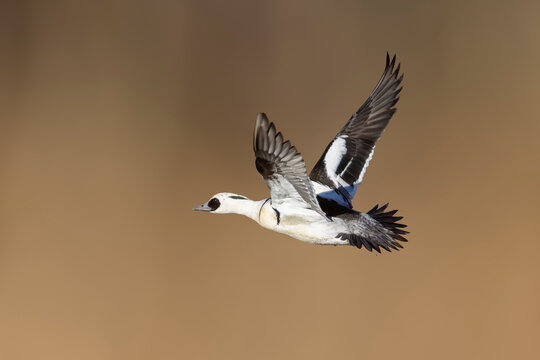 Flying smew (Mergellus albellus) in polder Arkemheen in the Netherlands
