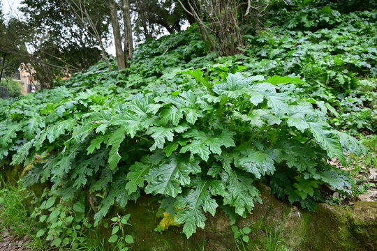 Roma, aiuola di acanto nel parco di villa torlonia, italia,