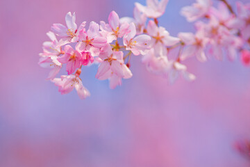 Obraz premium Pink Weeping Cherry Blossoms Standing Out Against a Clear Blue Sky with Ample Copy Space in Spring, Japan