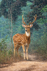 Fototapeta premium Spotted Deer Painting, Chital Wall Art Print, Wildlife Decor, Indian Jungle Poster
