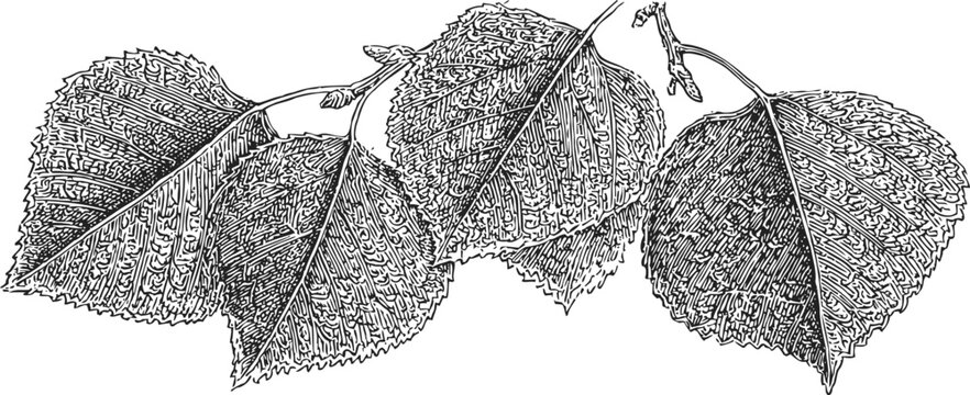 Detailed botanical illustration of aspen tree leaves with fine veins and serrated edges