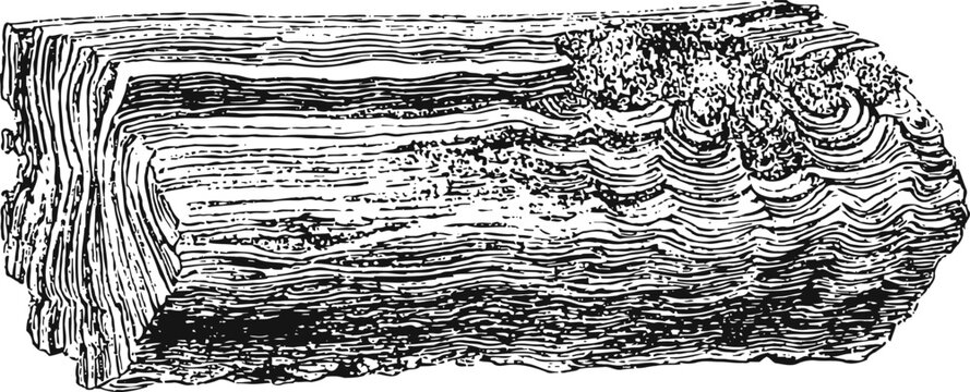Detailed vintage engraving of a lumber log with visible rings and textured bark