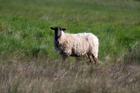 Mouton Belle Ile,