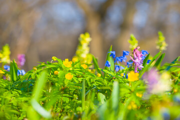 wild flowers growth on the forest glade, beautiful spring natural background © Yuriy Kulik