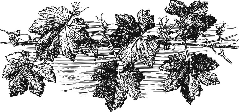 grapevine branch with detailed leaves vintage botanical illustration black and white