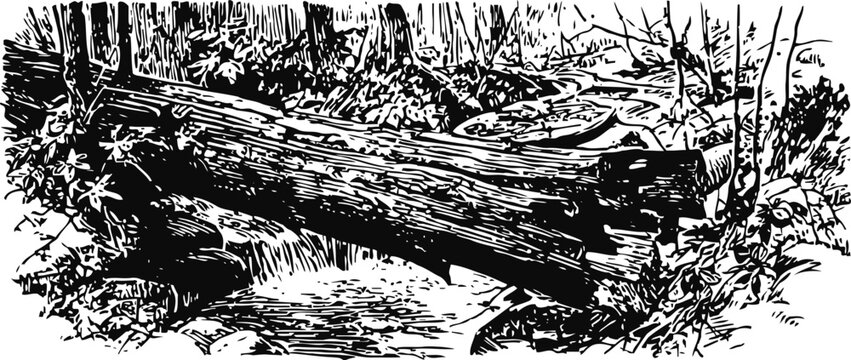 natural forest stream flowing under fallen log bridge with surrounding trees and foliage