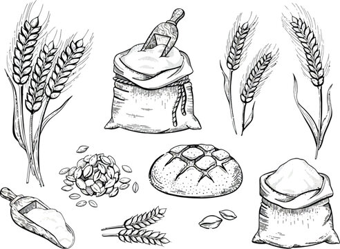 Sketch of wheat stalks a bag of grain bread and milling tools