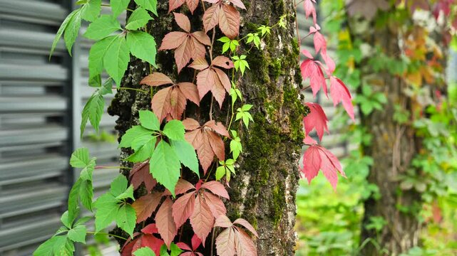 Colorful ivy with red and green leaves climbing a mossy tree trunk