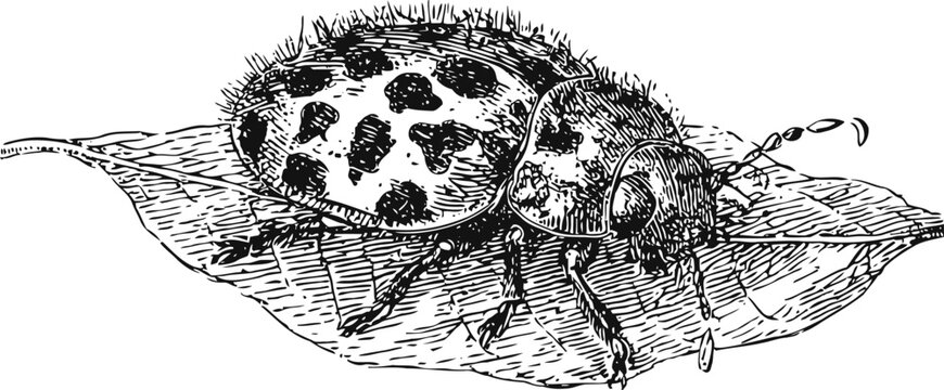 Vintage illustration of a spotted beetle crawling on a leaf, detailed insect drawing