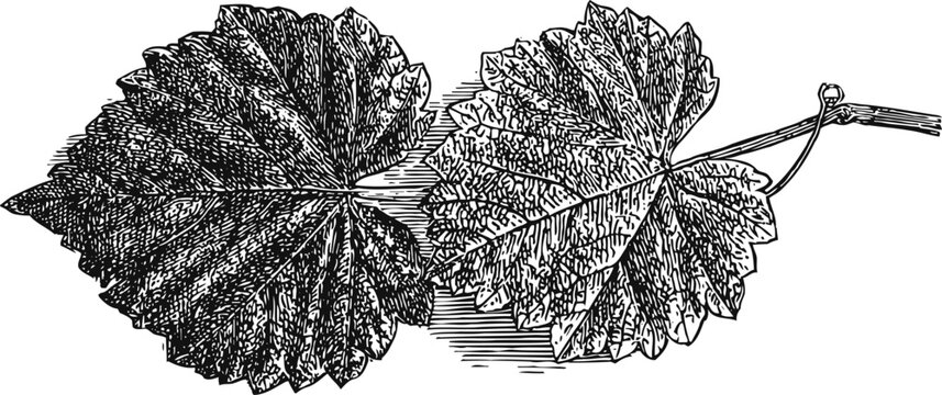 Vintage botanical illustration of grapevine leaves with detailed veins and stem