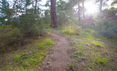 wide spring forest glade in light of sparkle sun, seasonal outdoor forest scene © Yuriy Kulik