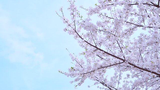 青空の下に続く東京の桜並木 / Cherry Blossoms Under Blue Sky in Tokyo, Japan
