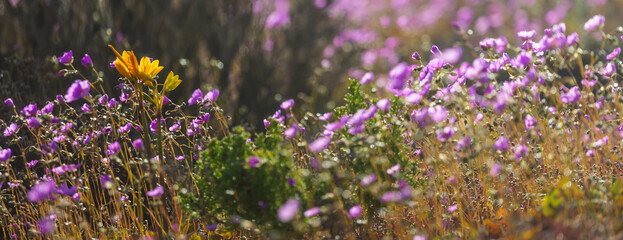 Naklejka premium Superblossom