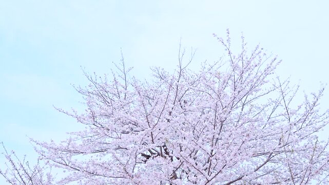 青空の下に続く東京の桜並木 / Cherry Blossoms Under Blue Sky in Tokyo, Japan