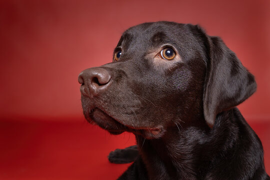 Adorable chocolate Labrador retriever puppy looking up with expressive amber eyes against vibrant red background, studio pet portrait