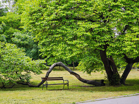 Peaceful park bench under curved tree branches surrounded by lush green foliage, tranquil urban nature scene for relaxation, mindfulness, outdoor lifestyle, and environmental concepts