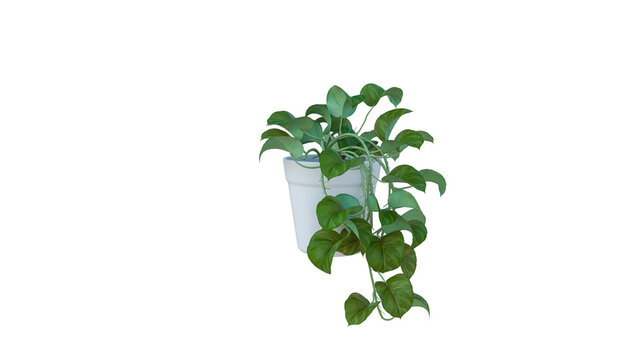 Pothos plant in white ceramic pot with hanging green vine leaves isolated on alpha layer background for design.