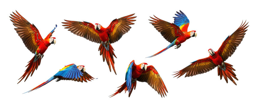 Collection of Scarlet Macaws are flying in formation against a png transparent. The birds are vibrant red, blue, and yellow, showcasing their colorful plumage.