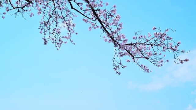 青空の下に続く東京の桜並木 / Cherry Blossoms Under Blue Sky in Tokyo, Japan
