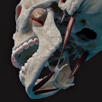 Digastric muscle elevates hyoid bone and depresses mandible during swallowing and speech.