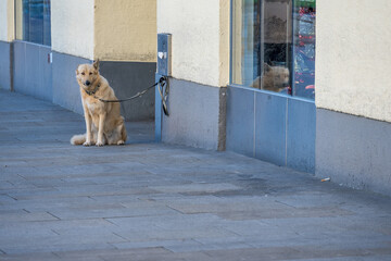 Hund wartet angebunden vor Geschäft