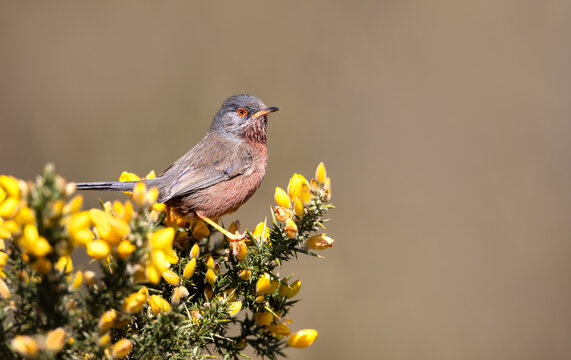 Male Dartford Warbler perched on yellow gorse bush in spring