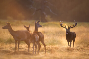 Naklejka premium Red deer stag roaring during autumn rut at sunrise