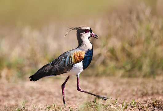 Close-up of a southern lapwing walking in a meadow
