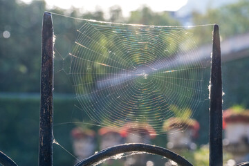 Spinnennetz im Sonnenschein in barockem Garten