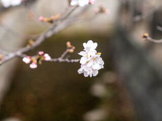 Fototapeta premium Close Up Cherry Blossom Sakura Flower with Soft Bokeh Background