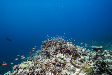 Obraz premium Vibrant Reef Fish Shoal in Clear Blue Ocean