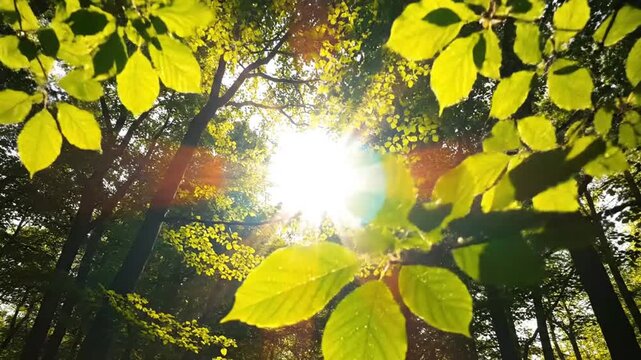 Golden sunburst through beech tree canopy in lush green forest