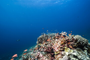 Fototapeta premium Wide Underwater Scene With Tropical Fish and Coral
