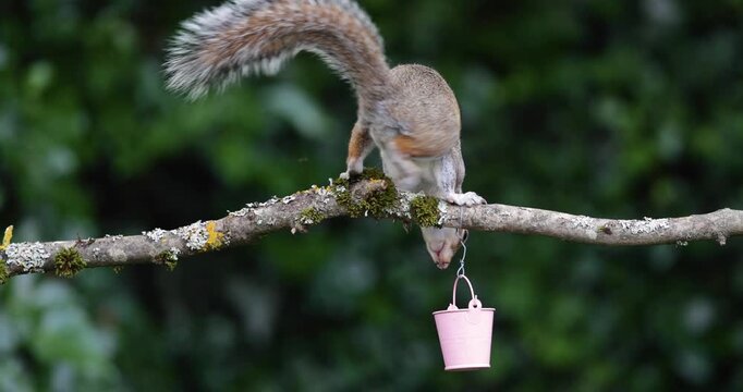 Eastern grey squirrel eating nuts from a small pink bucket on a tree branch