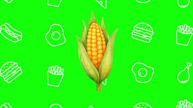 Fresh yellow corn animated cartoon vector with foodie icon background on green screen. Food idea, maize, cob symbol. Popup animation template design element