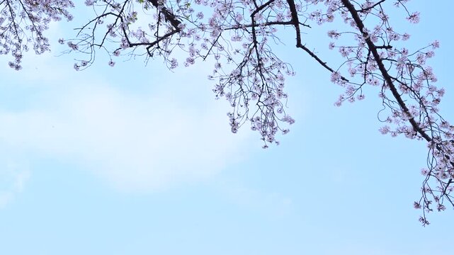 桜吹雪が舞う東京の桜並木と春の空 / Cherry Blossom Petals Falling Over a Tree Lined Street in Tokyo, Japan