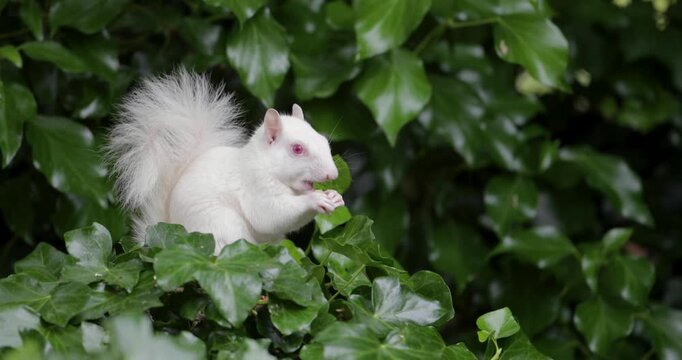Rare albino Eastern grey squirrel eating nut while sitting among green ivy leaves in UK