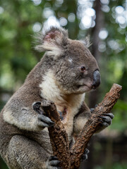 Fototapeta premium Koala