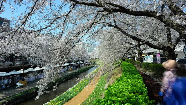 Cherry Blossom Timelapse at Mugeocheon Stream with Busy Market and Walking Crowd, Ulsan South Korea	