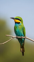 Fototapeta premium Beeeater on Branch. (3)