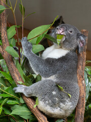 Obraz premium Koala
