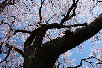 Fototapeta premium 山梨県 神代公園 山高神代桜の風景