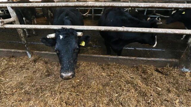 Black Horned Cattle Eating Through Metal Fence at a Farm Feeder. Tagged Livestock at a Hay Trough Inside a Rural Barn