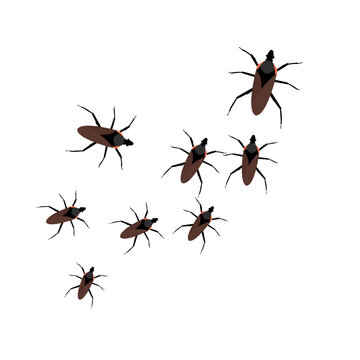 Chagas Insects Illustration