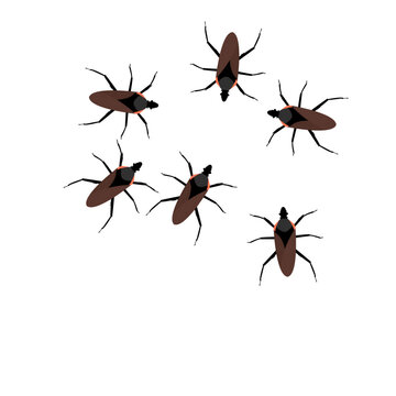 Chagas Insects Illustration