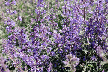 Fototapeta premium Ornamental plant Nepeta grandiflora bloom with blue flowers in a garden