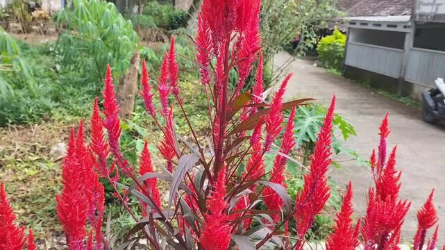 Closeup footage of red blooming Cockscomb celosia argentea flower in garden.