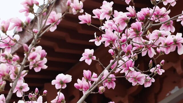 Spring magnolia flowers are in full bloom
