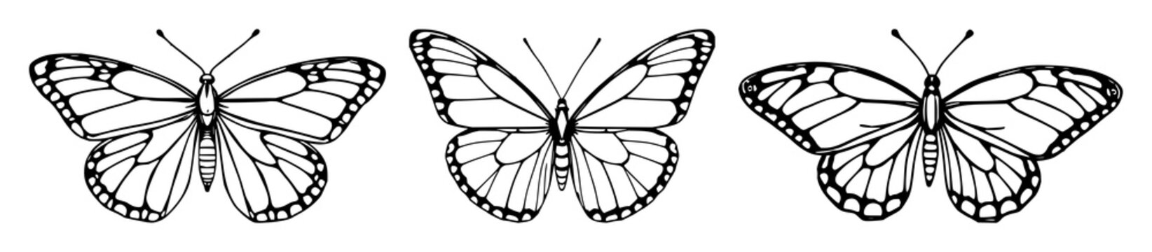 Pinned morpho butterfly set with detailed black line art design featuring entomology, insects, nature with biology and anatomy